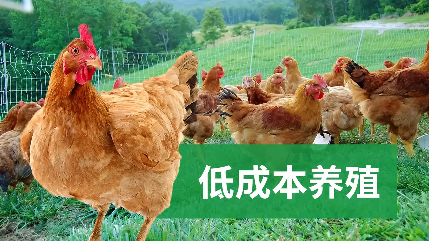 最适合成本效益养鸡的饲料配方