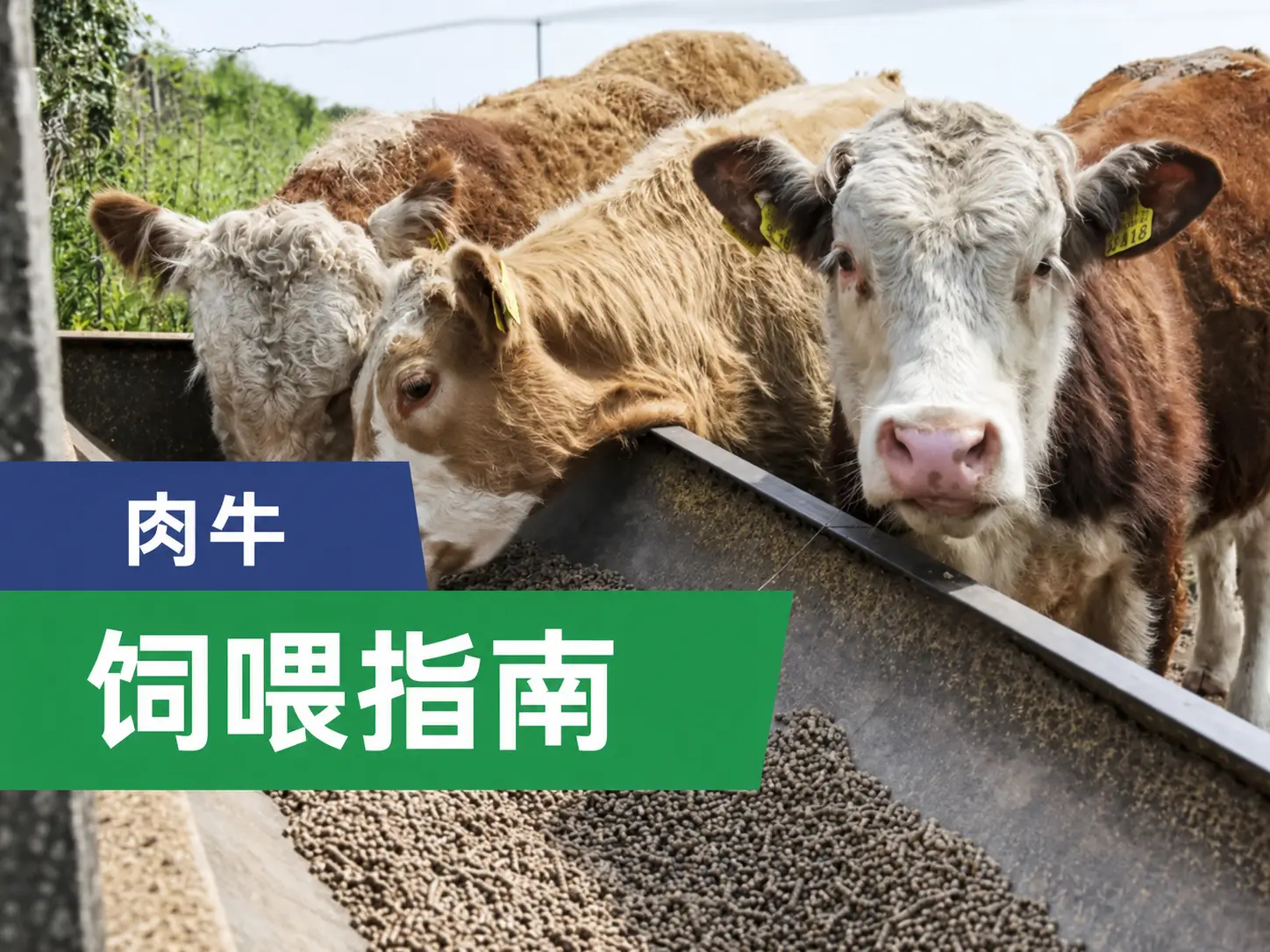 饲喂指南：不同生长阶段肉牛饲料颗粒