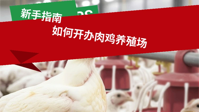 新手如何开始盈利的肉鸡养殖场