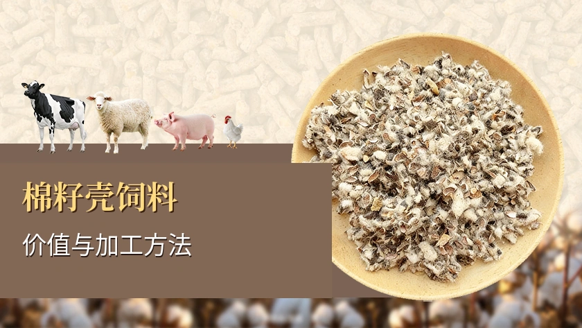 棉籽壳的饲用价值和加工方法