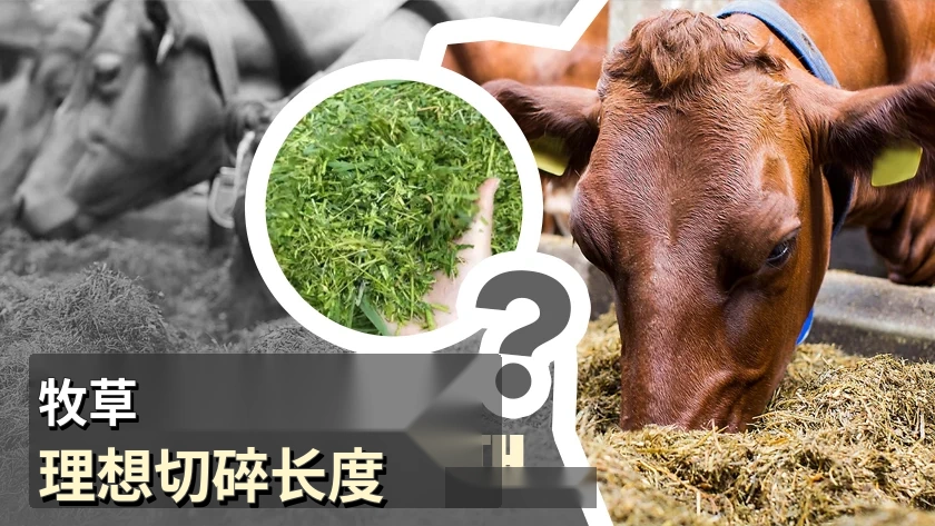 粗饲料的理想铡切长度是多少