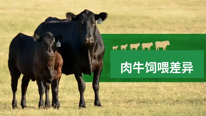 肉牛生长期与育肥期饲喂差异指南