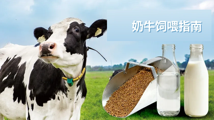 奶牛各阶段营养与饲喂指南