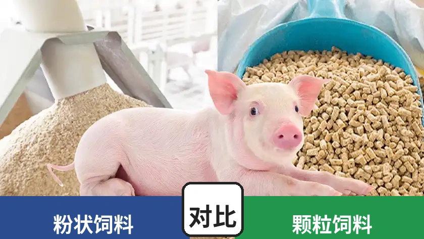 猪饲料粉料与颗粒料对比，哪种更好？