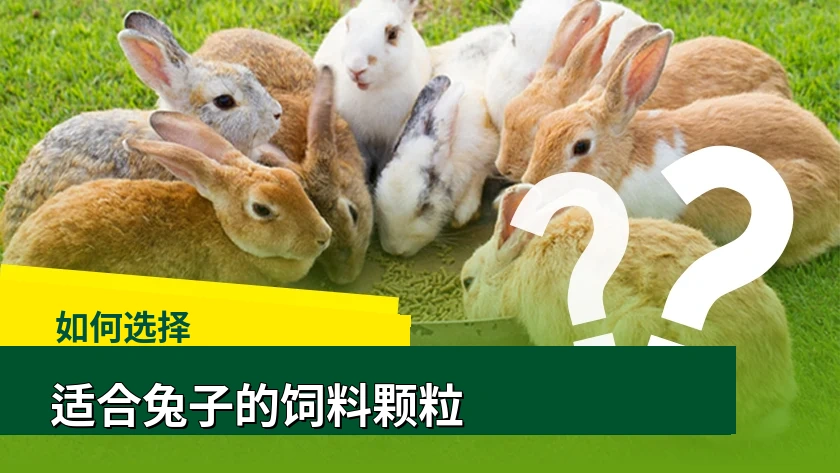 如何为兔子选择合适的饲料颗粒