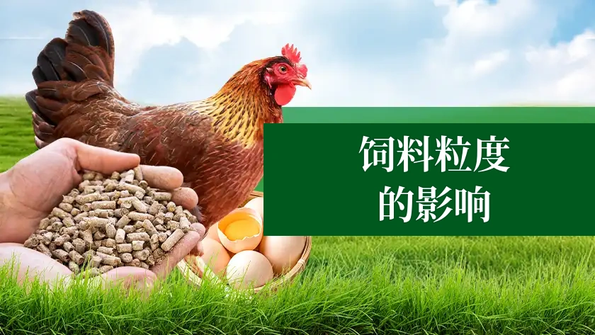 饲料颗粒大小及其对家禽性能的影响