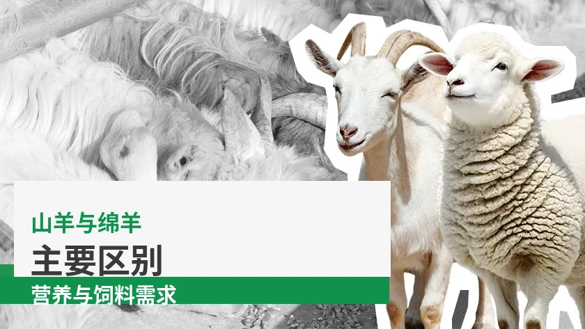 山羊和绵羊的营养及饲料差异