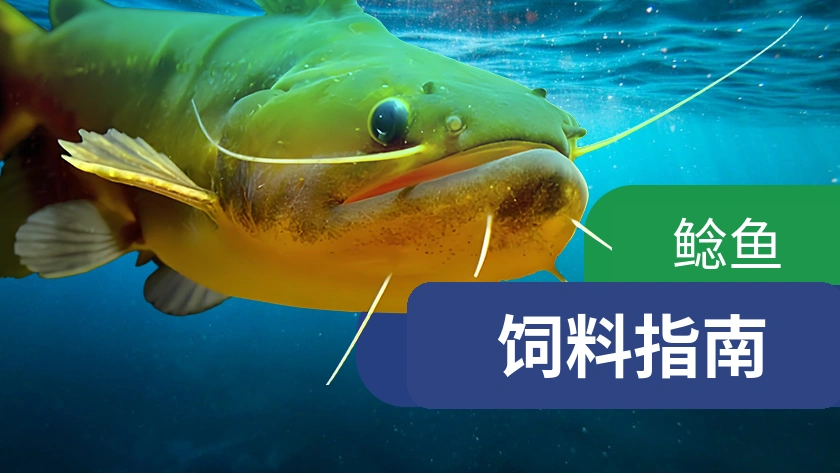 实用鲶鱼饲料指南：来自养殖户的真实经验