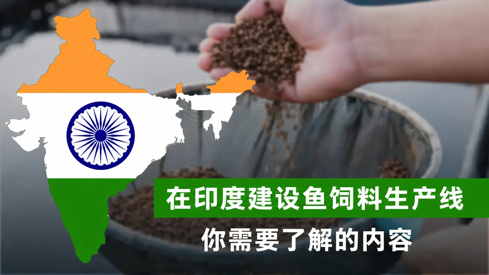 在印度建立鱼饲料生产线：你需要了解的内容
