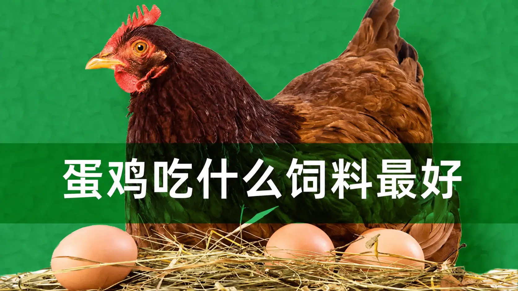 蛋鸡最佳饲料指南