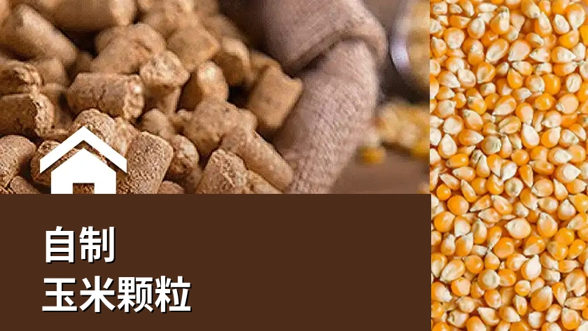 自制玉米颗粒饲料：简单、低成本、高效