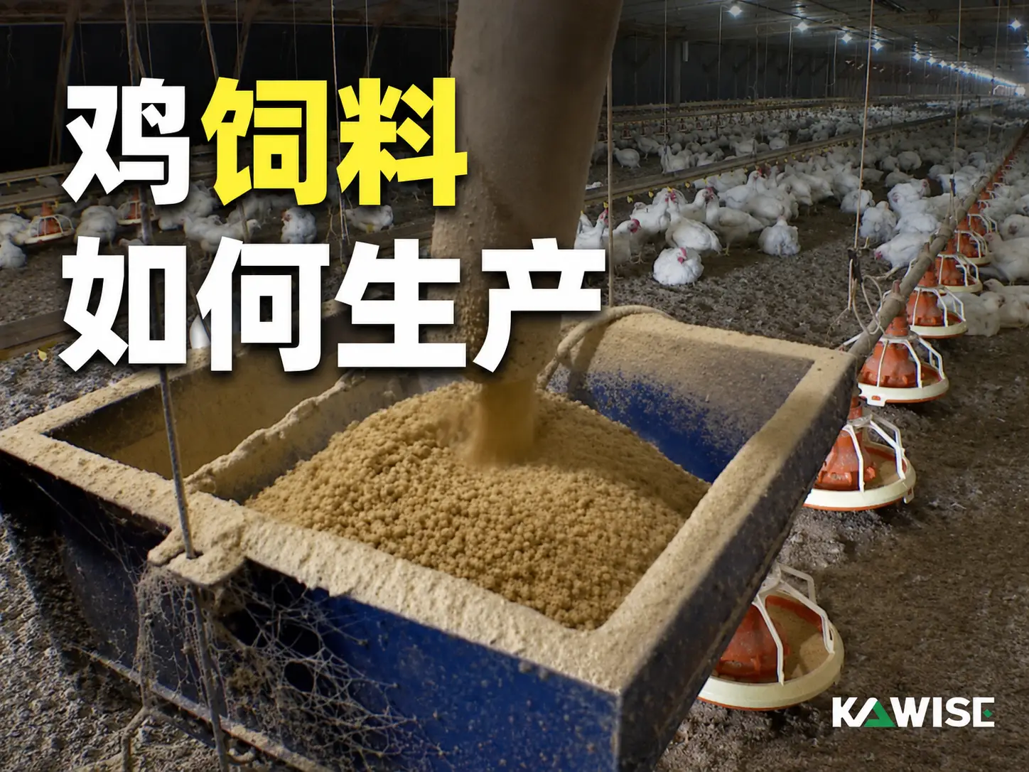 从谷物到颗粒：鸡饲料是如何生产的