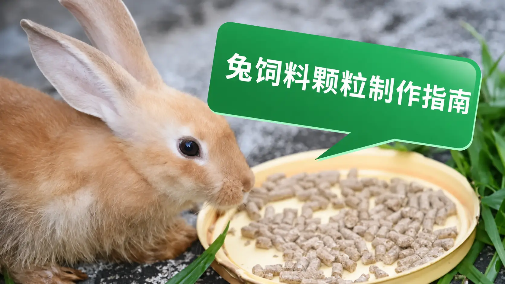 如何制作营养低成本的兔子颗粒饲料
