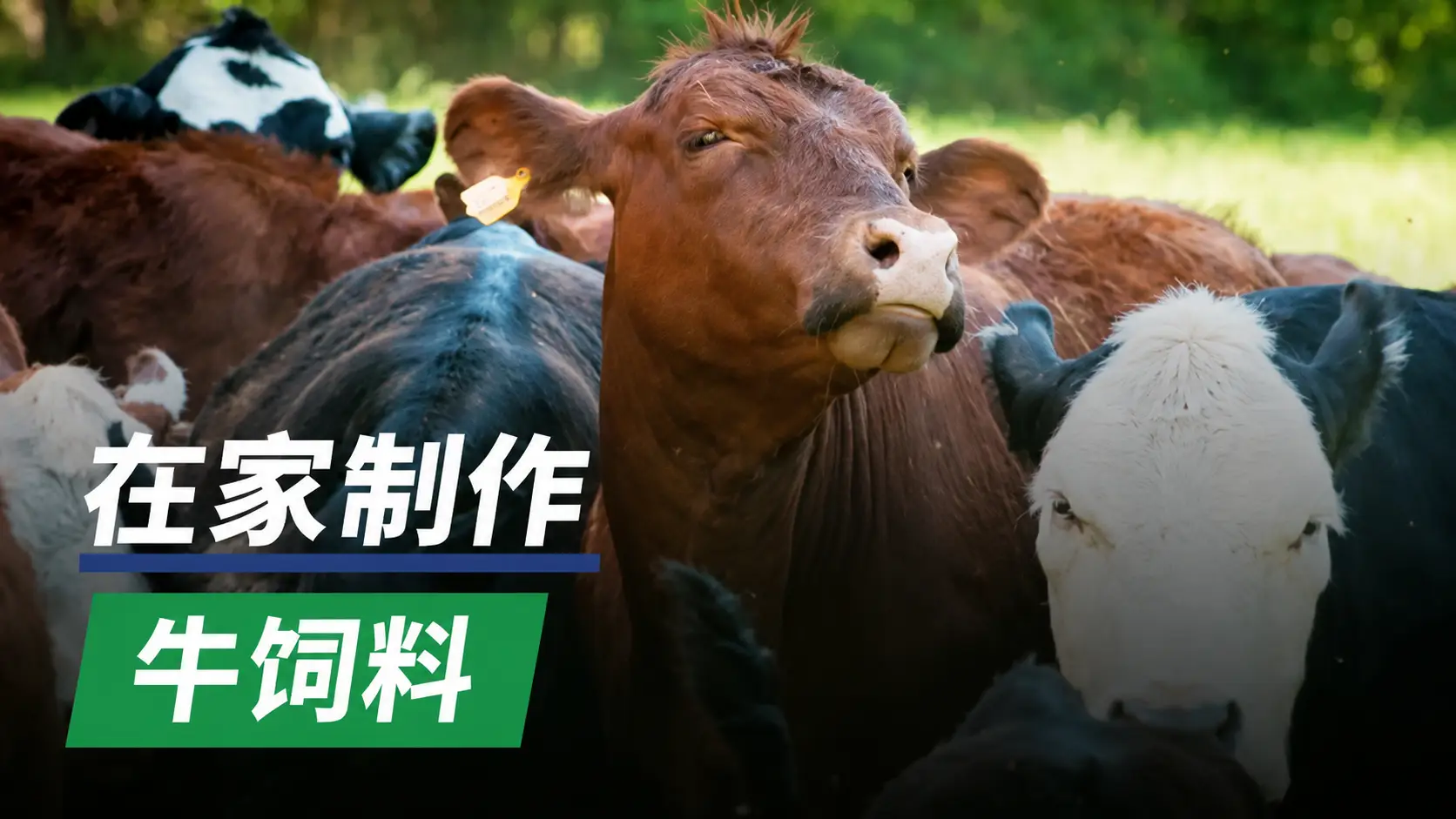 如何逐步自制牛饲料颗粒