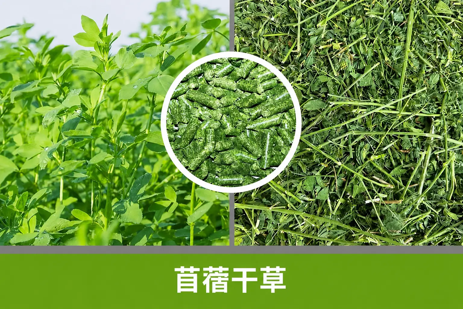 兔饲料颗粒用苜蓿