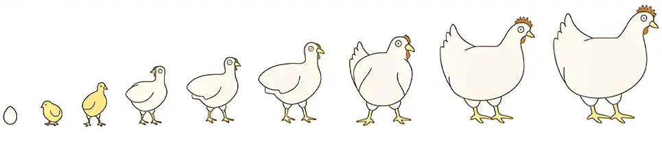 按生理阶段的饲料