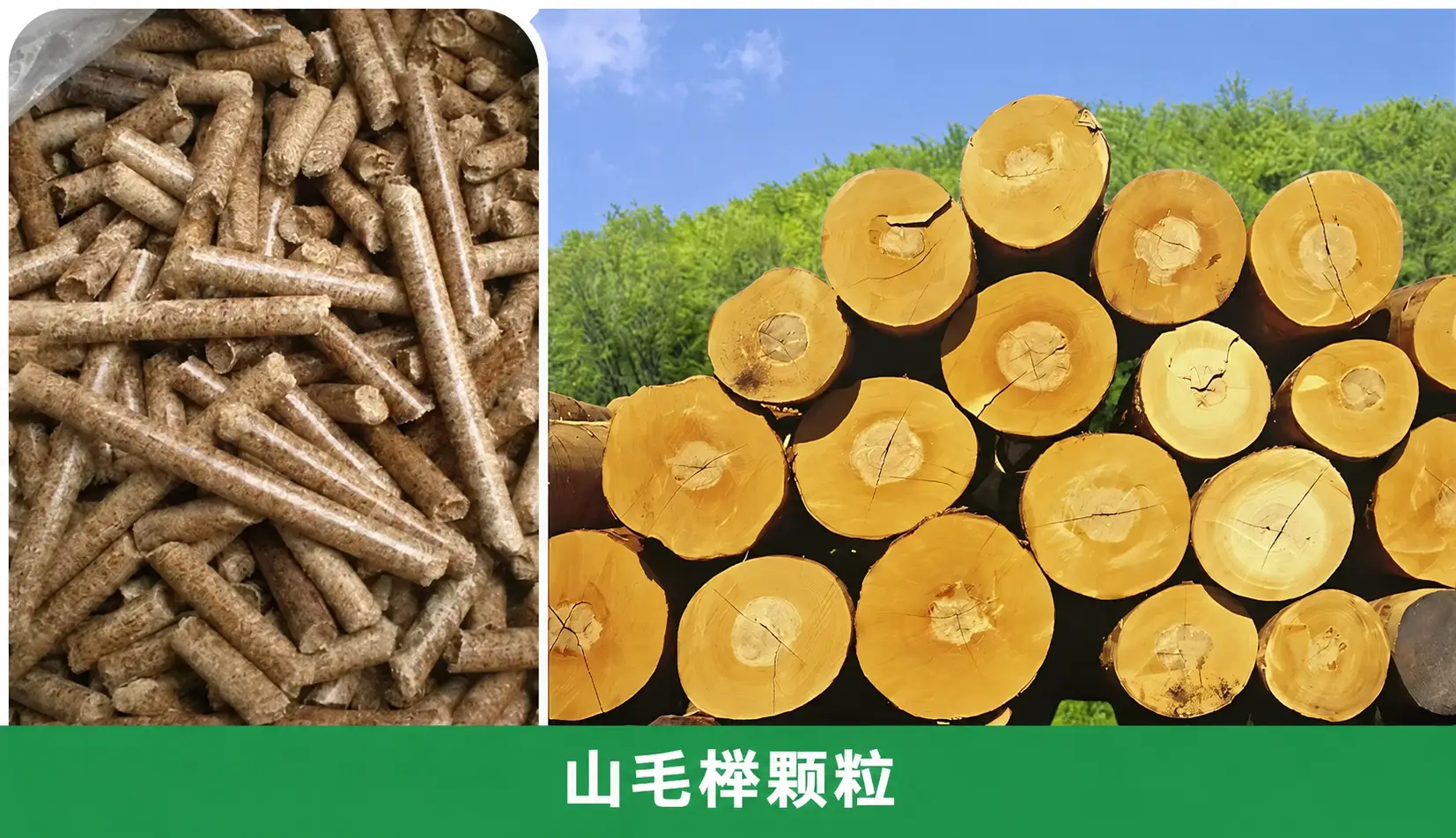 山毛榉颗粒