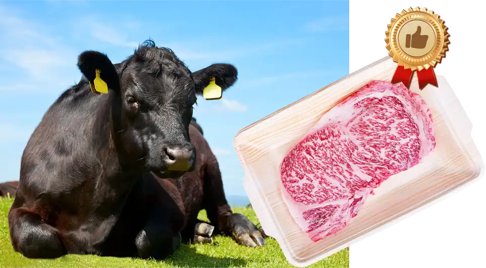 肉牛育肥期饲喂要点