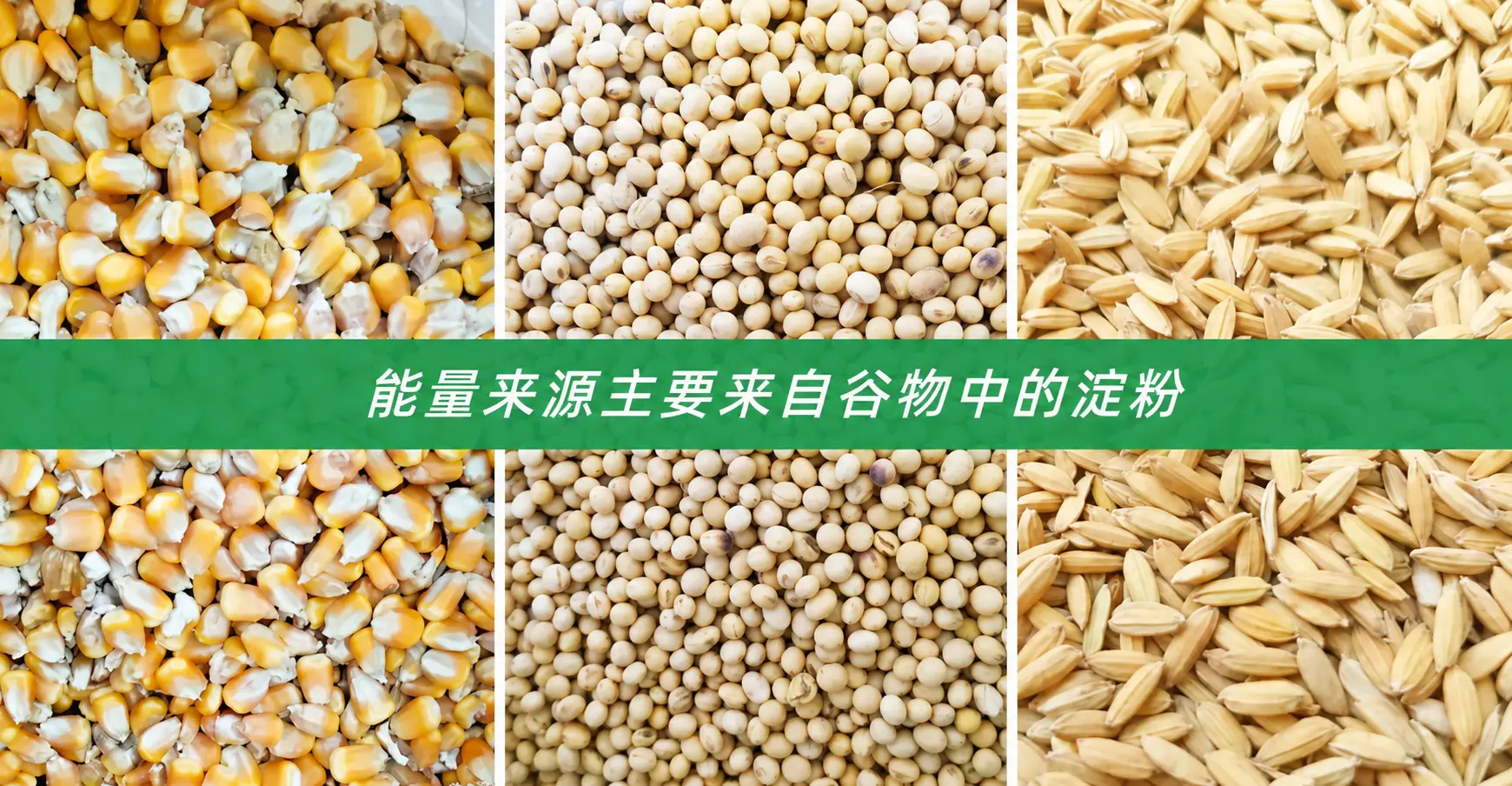 肉牛育肥期营养需求