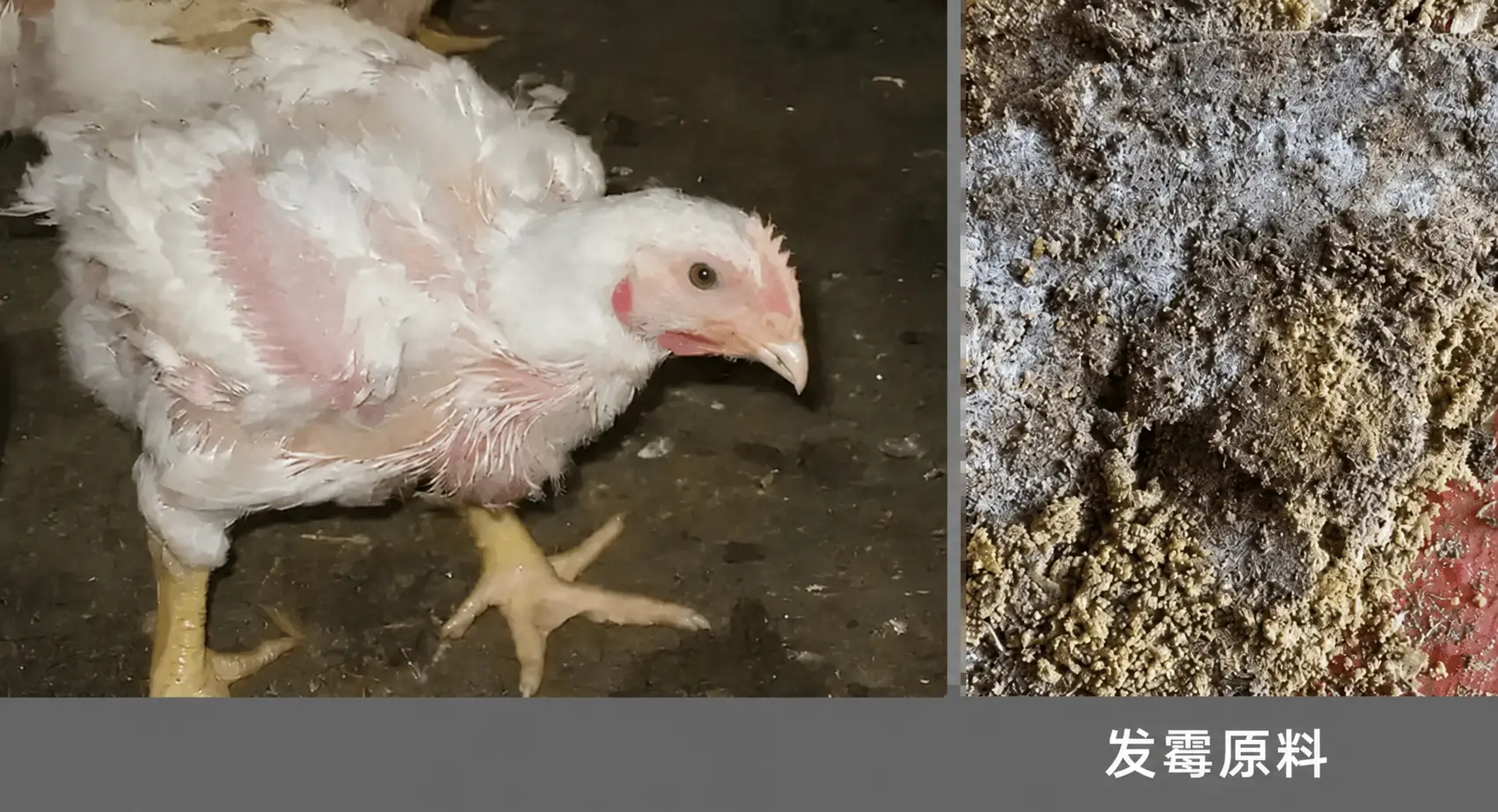 肉鸡特殊饲料配方