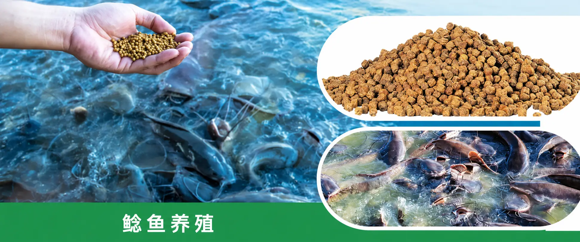 鲶鱼饲料颗粒