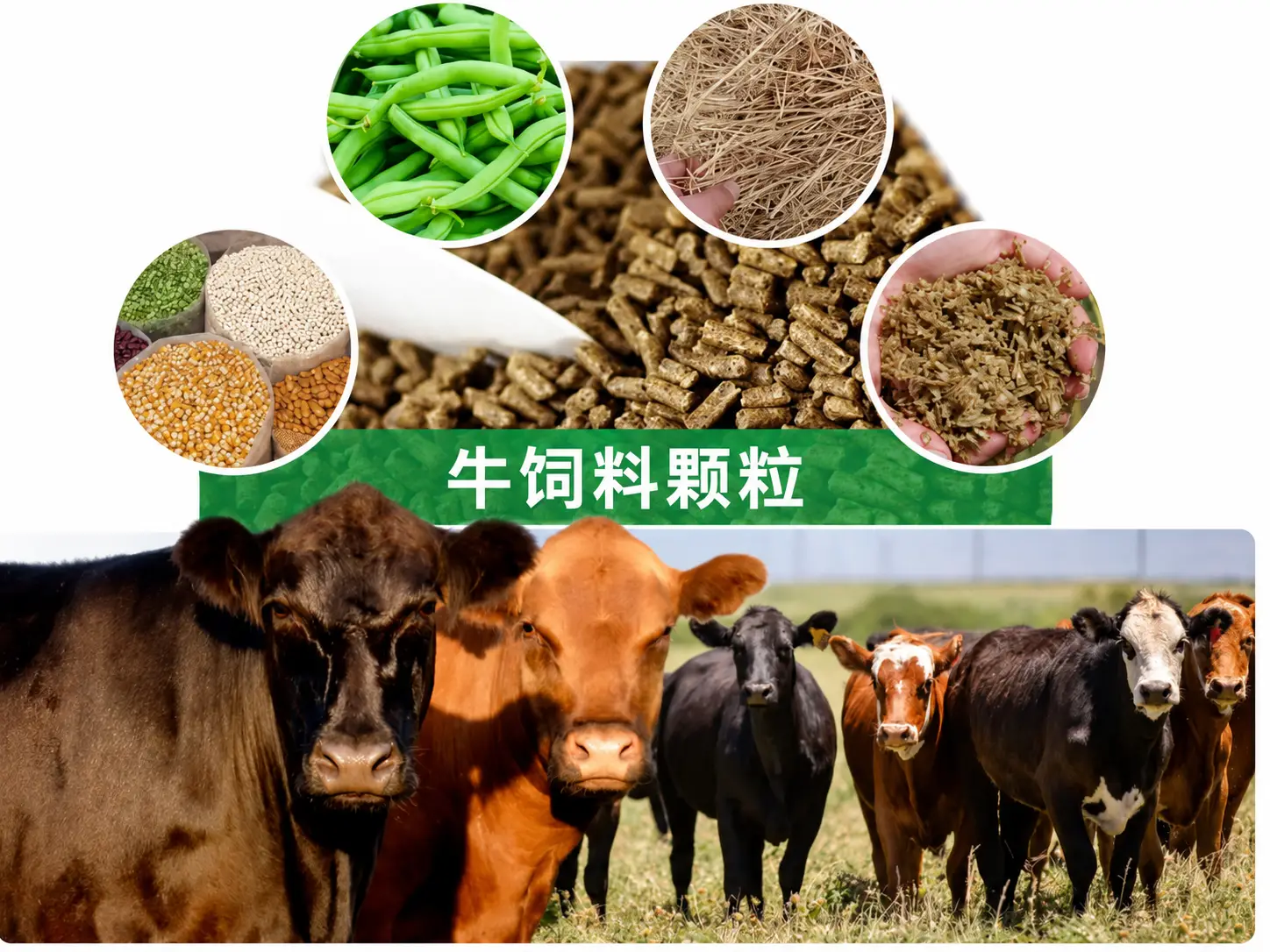 肉牛饲料颗粒