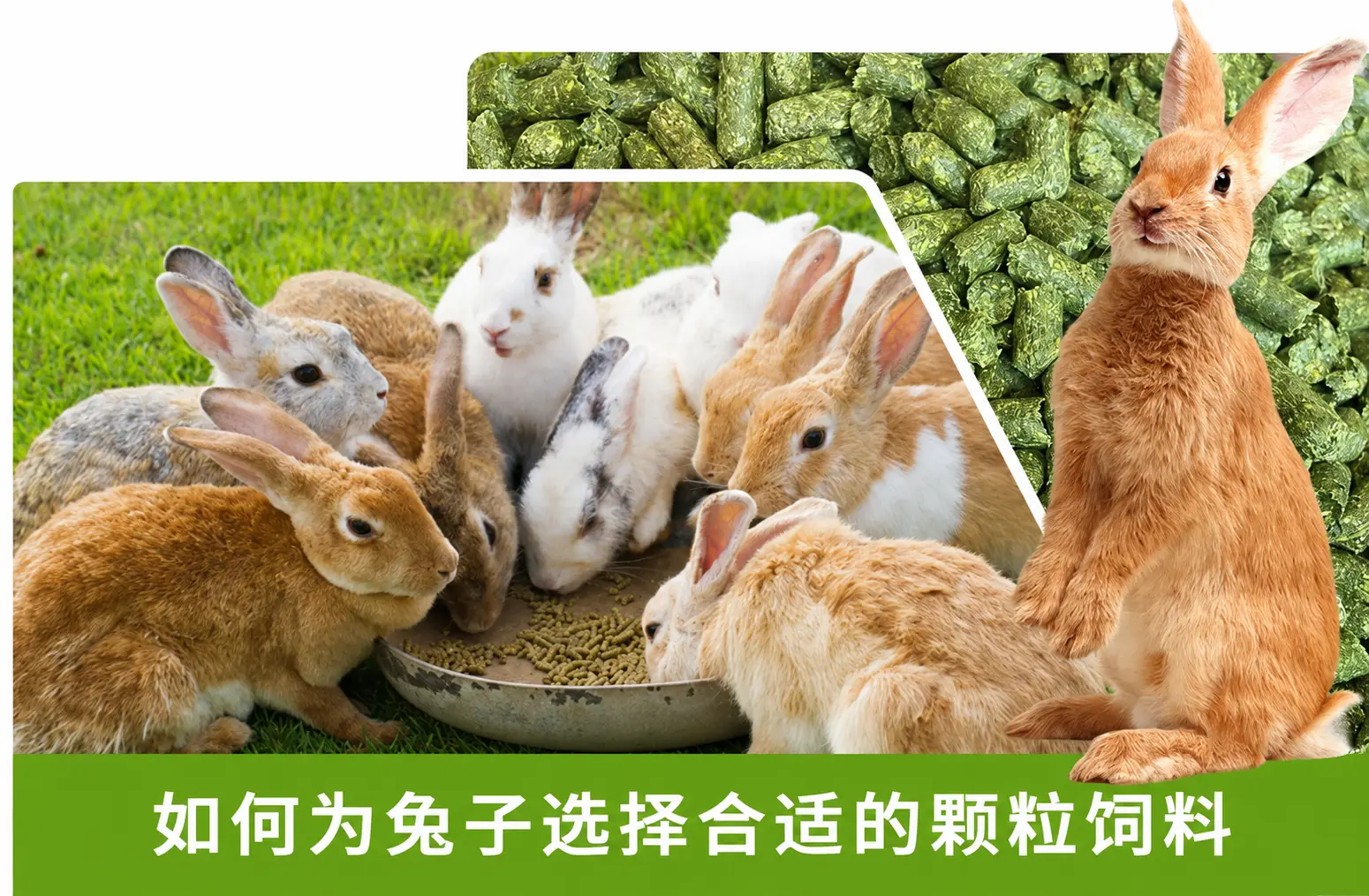 选择合适的兔饲料颗粒