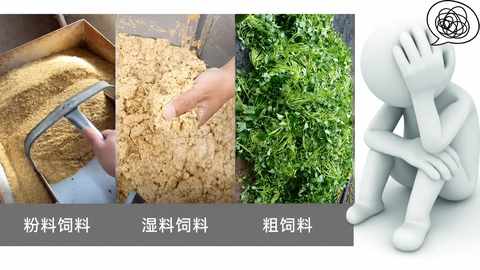 常用猪饲料类型对比