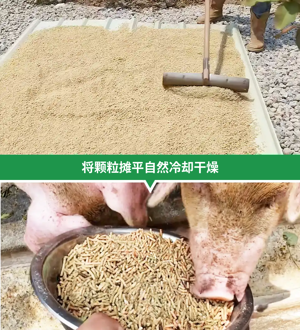 猪饲料颗粒冷却干燥