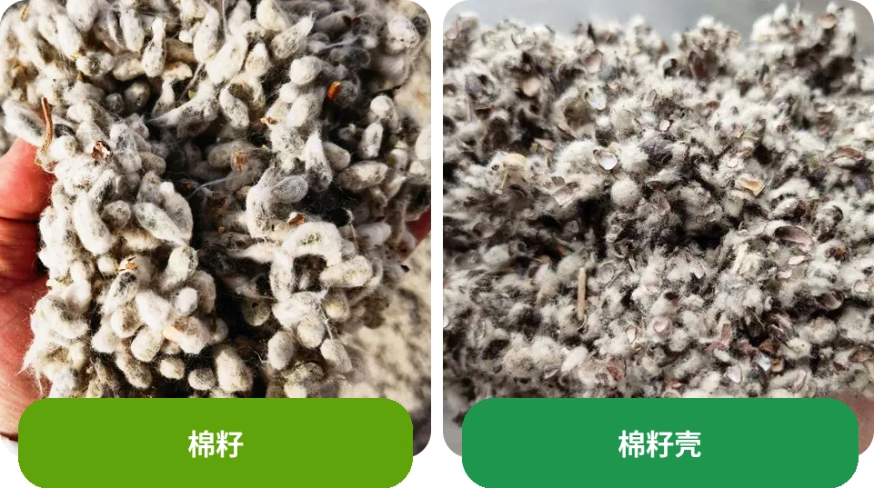 棉籽壳在饲料中的应用