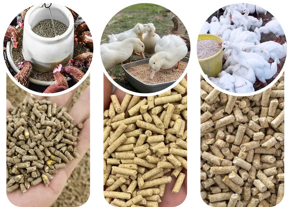 不同家禽推荐颗粒尺寸