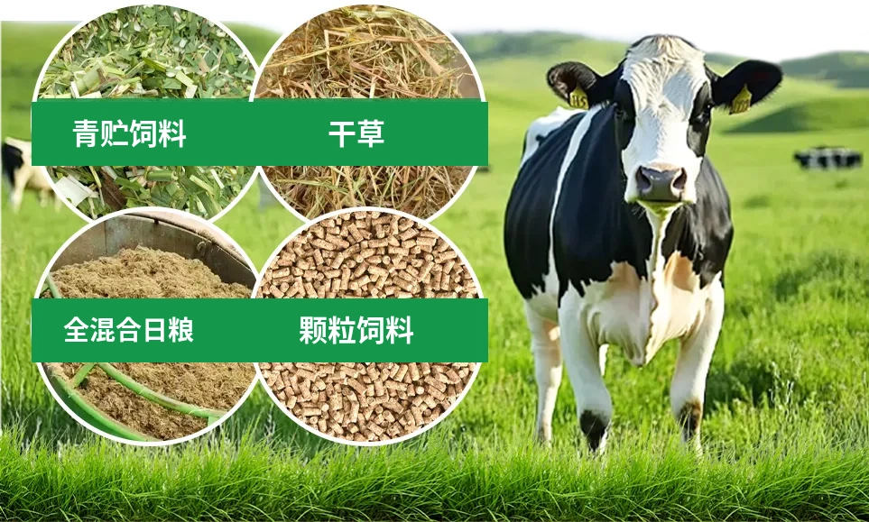 奶牛不同饲料类型