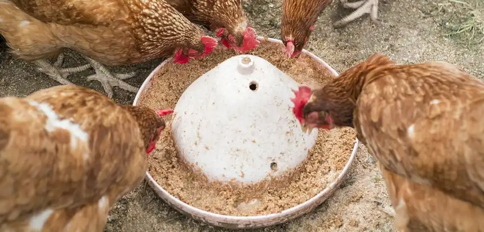 自制蛋鸡饲料