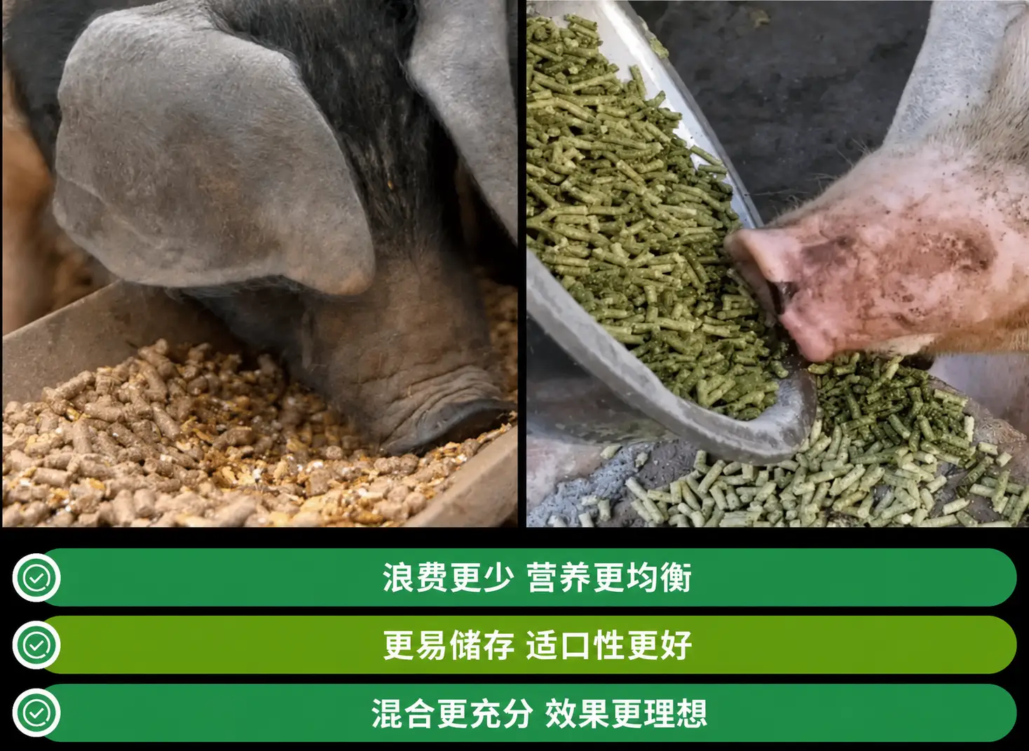 猪饲料颗粒对比