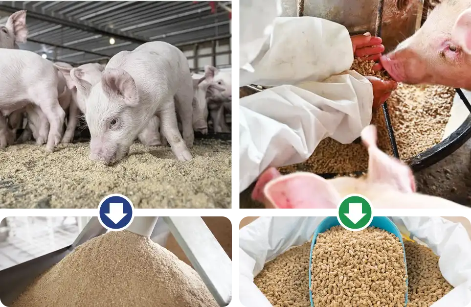 猪的饲喂行为