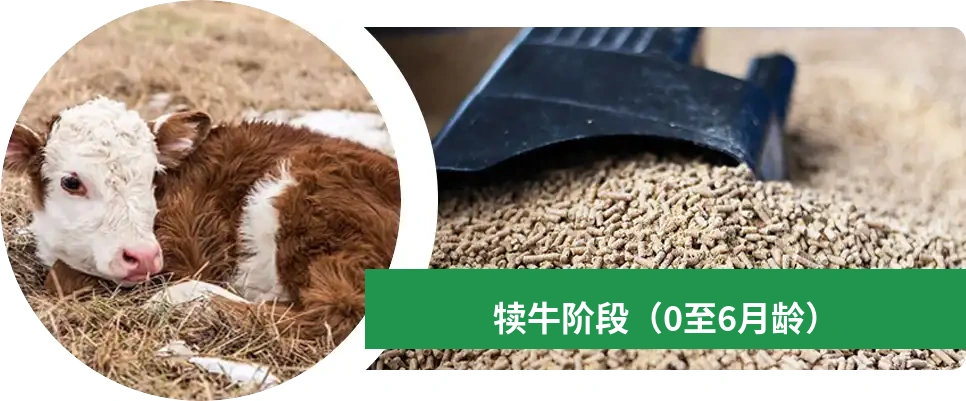 犊牛喂养建议