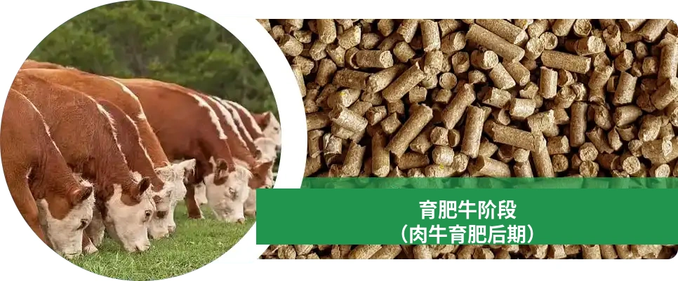 育肥牛喂养建议