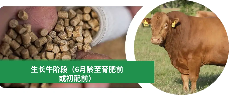 生长期牛喂养建议