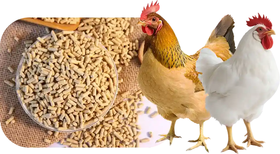 肉鸡育肥饲料