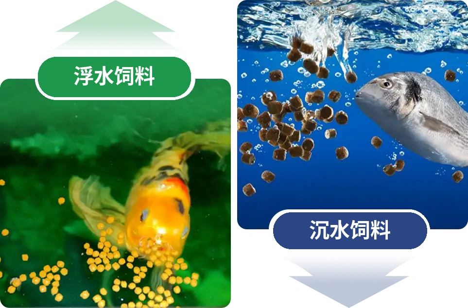 浮水饲料或沉水饲料差异
