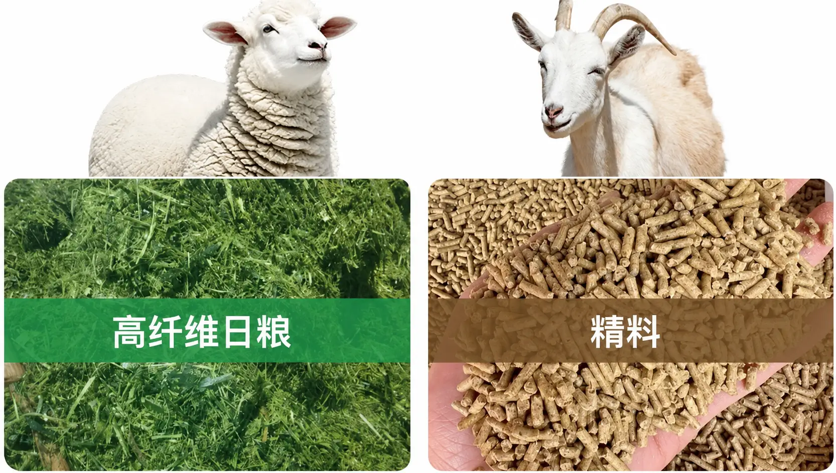 山羊和绵羊饲料结构