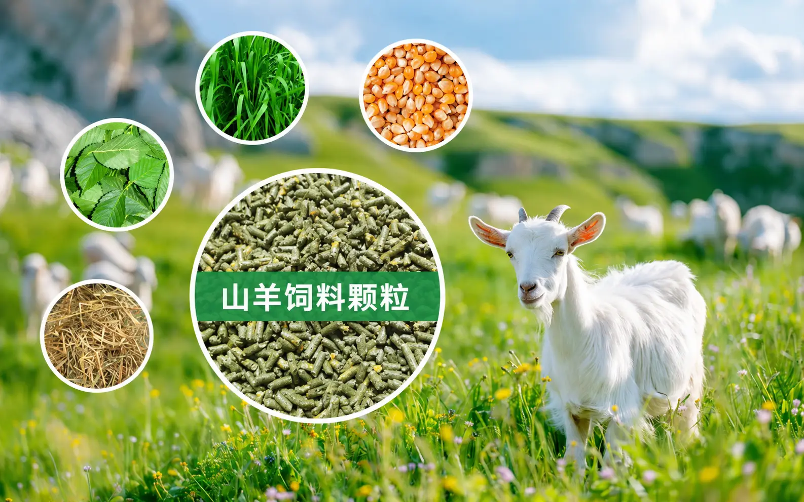goat diets and feed formula