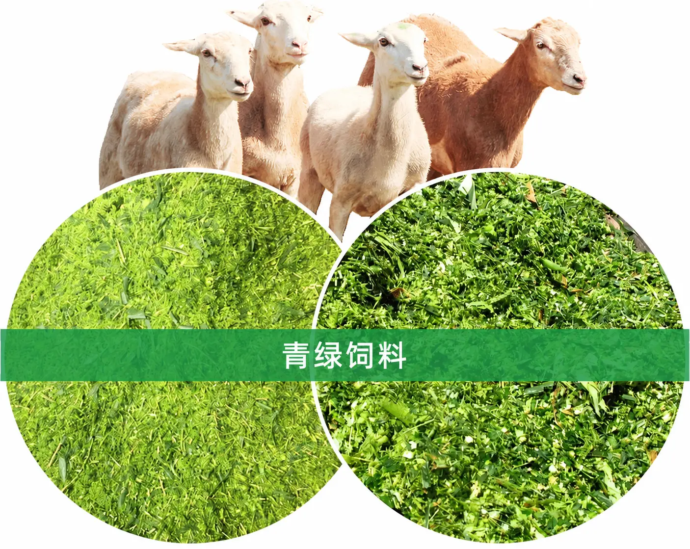 肉羊青绿饲料