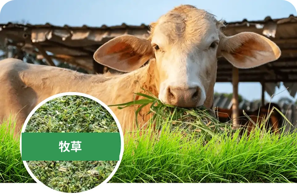 生长期牛饲料与营养
