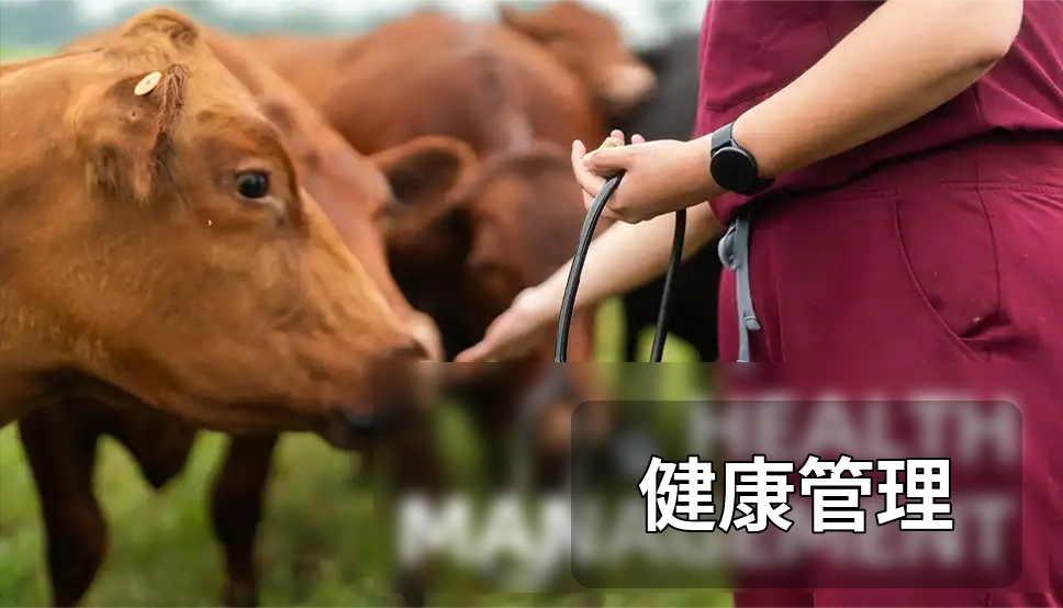 牛群健康管理