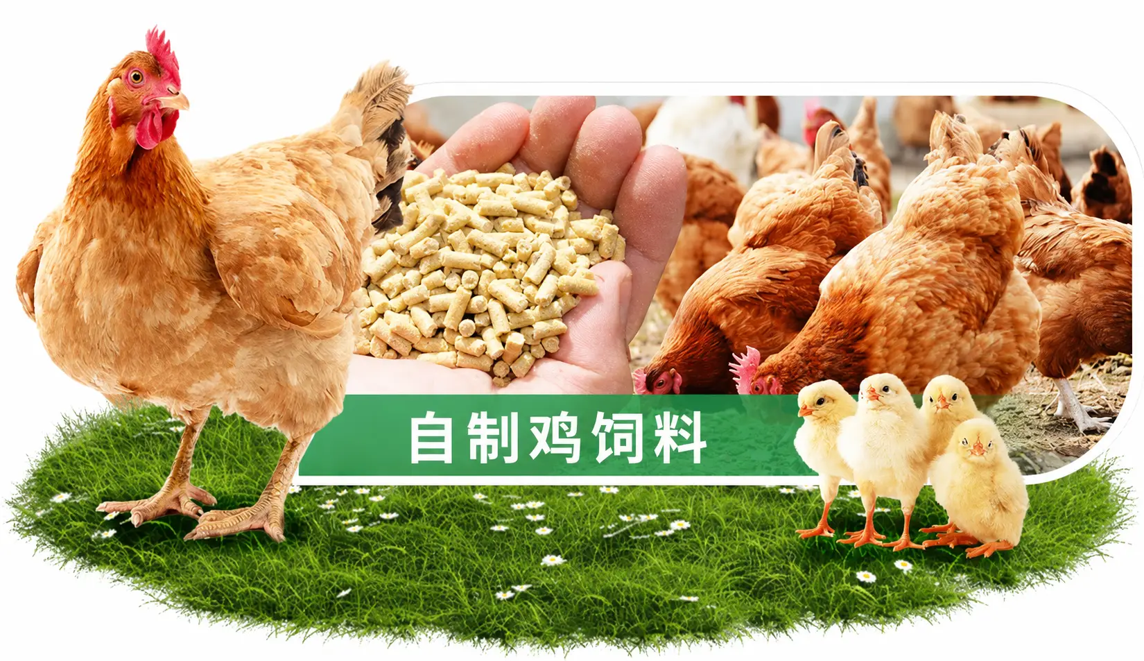 自制鸡饲料