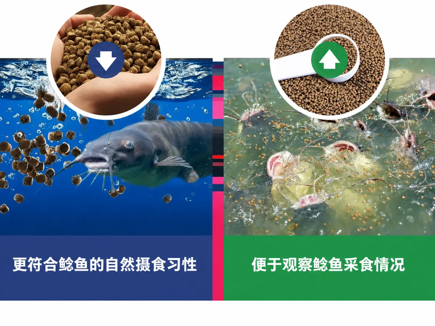如何选择鲶鱼饲料