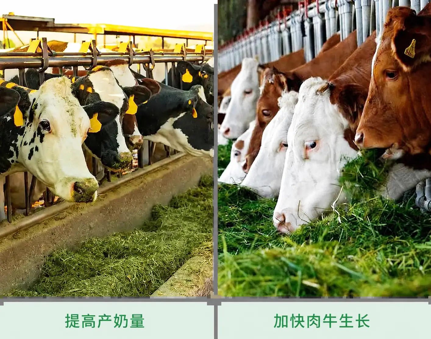 改善营养吸收并提高生产表现