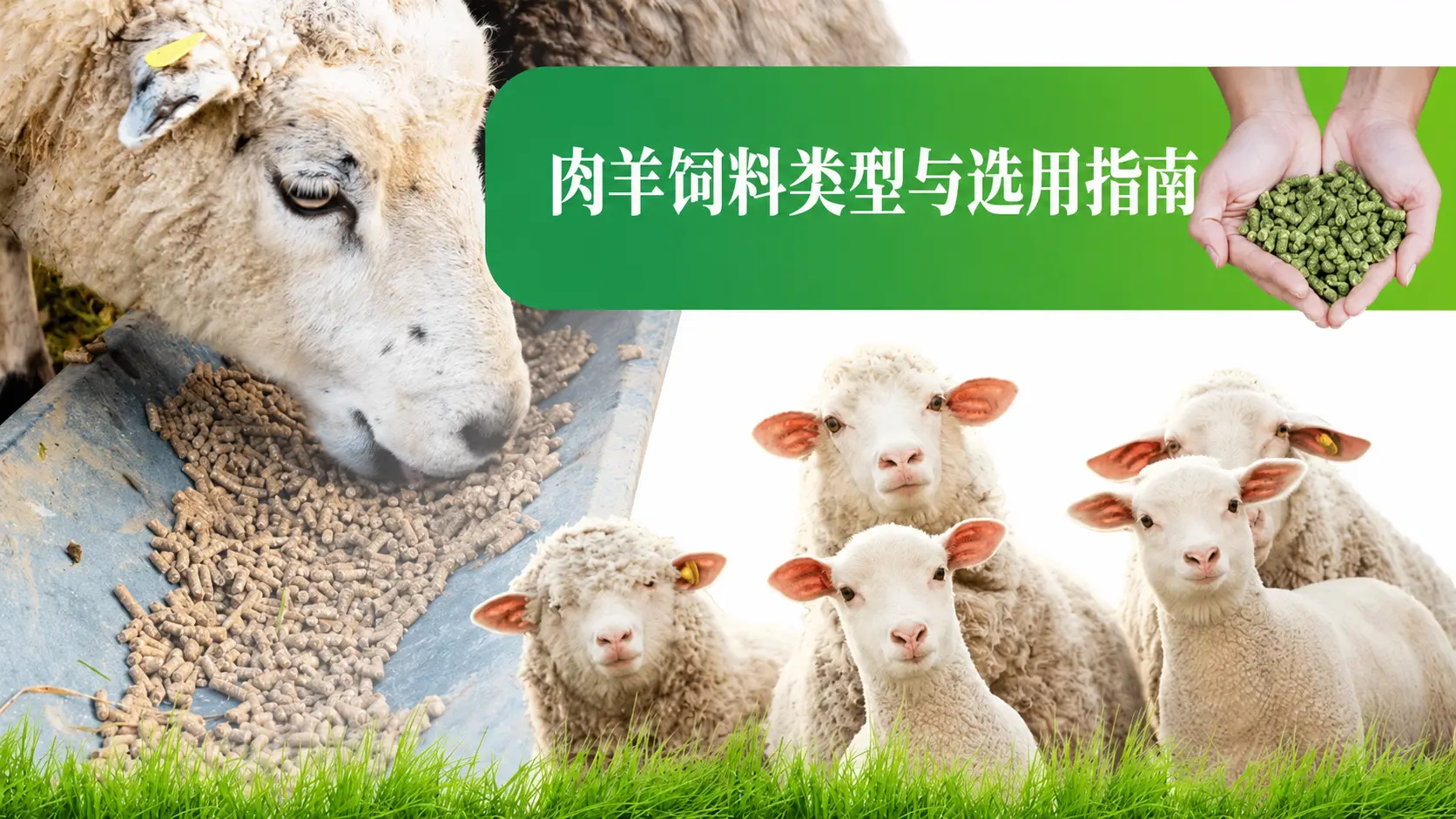 肉羊饲料类型与选择