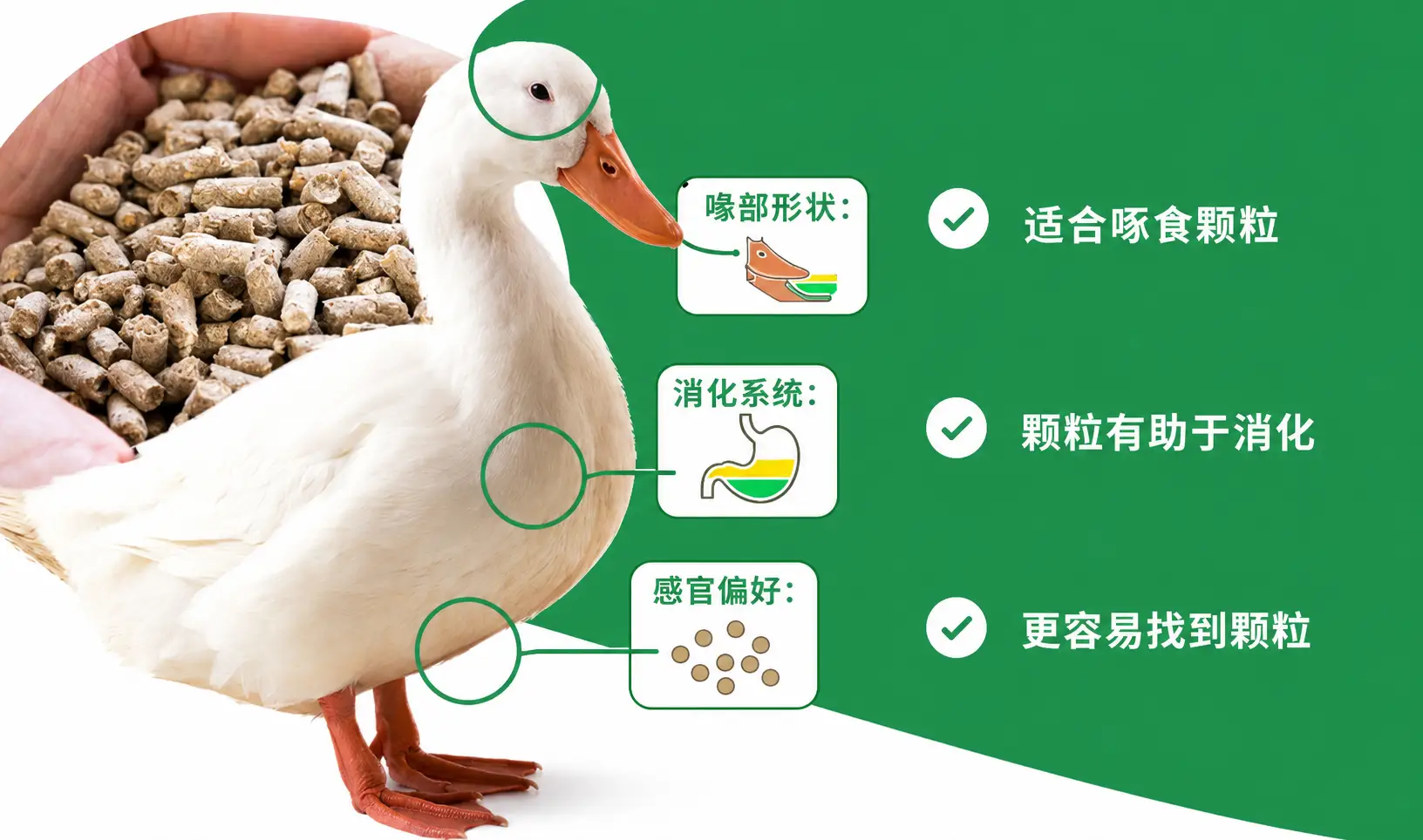鸭子身体结构契合